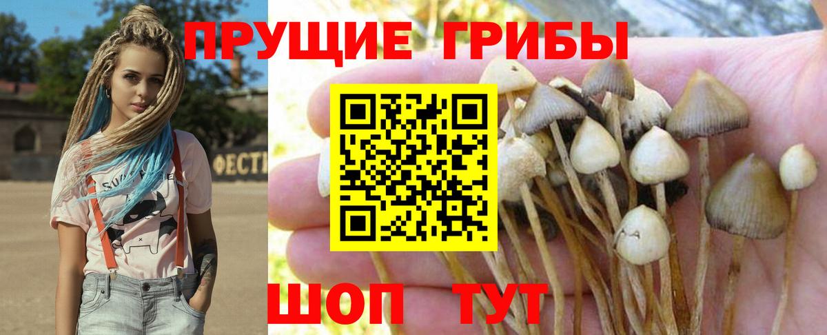 Псилоцибиновые грибы GOLDEN TEACHER  Псилоцибиновые грибы прущие грибы  Вход с VPN  Изобильный 